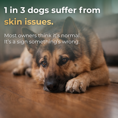 Skin, Coat & Immunity